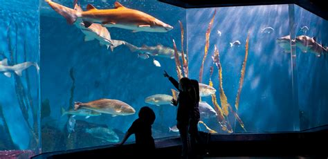 Maritime aquarium - Sleepovers. After check-in at 6:15 p.m. and a light dinner, we'll fill your group's evening with a fun- and fact-filled guided tour of the Aquarium, snacks and crafts. Lights are out at 11:15 p.m.! After waking up the next morning at 7:30 a.m., you'll enjoy breakfast at 8 a.m. At 8:30 you'll explore our seal exhibit, followed by, a visit to the ...